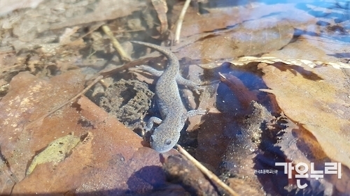 국립산림과학원 종로구 부암동 백사실 계곡서 확인