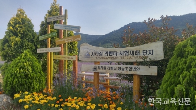 광양 사라실 라벤더 향기가 부른다