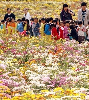 '천억송이 국화 꽃의 향연'…함평 국향대전 내달 20일 막 오른다