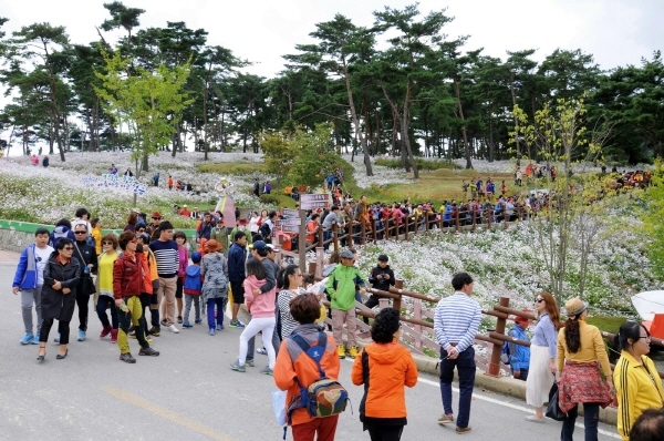 '지역가을축제' 정읍 구절초축제 10월 9일까지