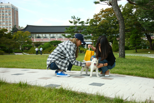 한남대에 천연기념물 제540호 ‘경주개’가 산책한다!