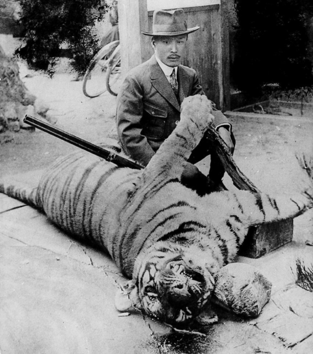 <사진4> 1921년 마지막으로 잡힌 한국 호랑이