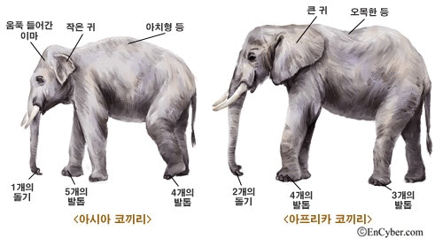<사진3> 아시아코끼리와 아프리카코끼리