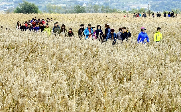 국내 최대 갈대축제 ‘순천만 갈대축제’ 개막… 인생샷 남길 핫스팟은?