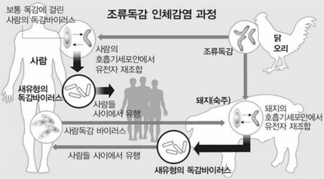 새는 사람에게 조류인플루엔자 안 옮겨요