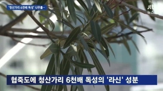 부산 초등학교 앞 '맹독 나무' 우려…뒤늦게 대책 마련 나서