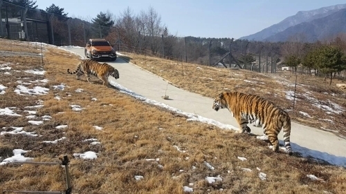 숲에서 뛰노는 백두산호랑이…경북 봉화 국립백두대간수목원 내달 3일개원
