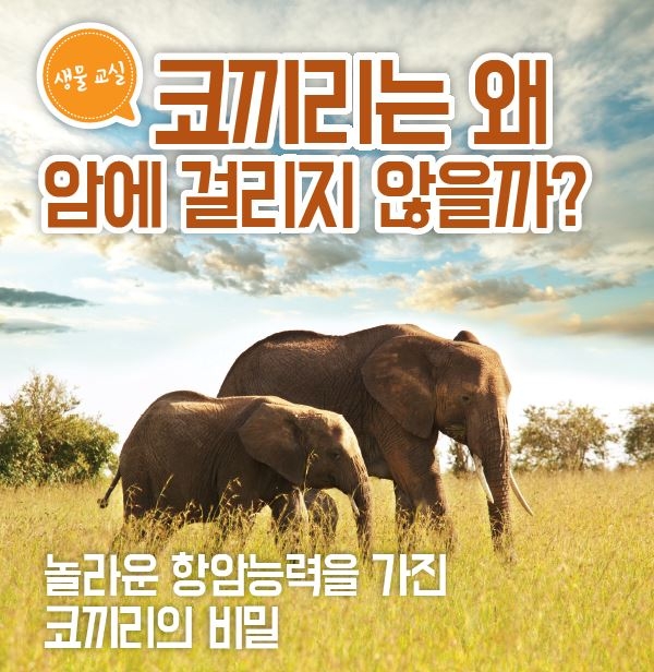 의사 꿈꾸는 아이에게 들려주는 '코끼리의 비밀'