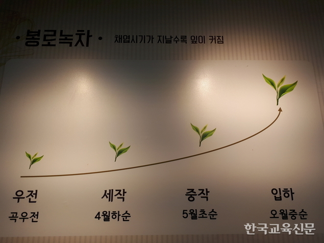 채엽시기에 따라 차의 종류가 다름