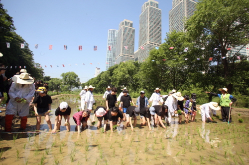 강남구, 양재천서 전통 모내기 체험 행사
